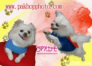 香港沙田禾輋商場百合照相館 專業寵物攝影服務