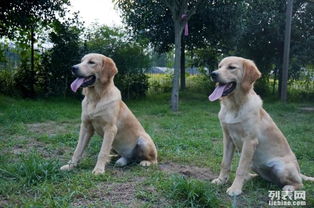 哆咭屋西南可視化度假式寵物寄養 為愛寵打造安心舒適的度假體驗